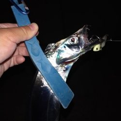 ハマチと呼べるサイズ